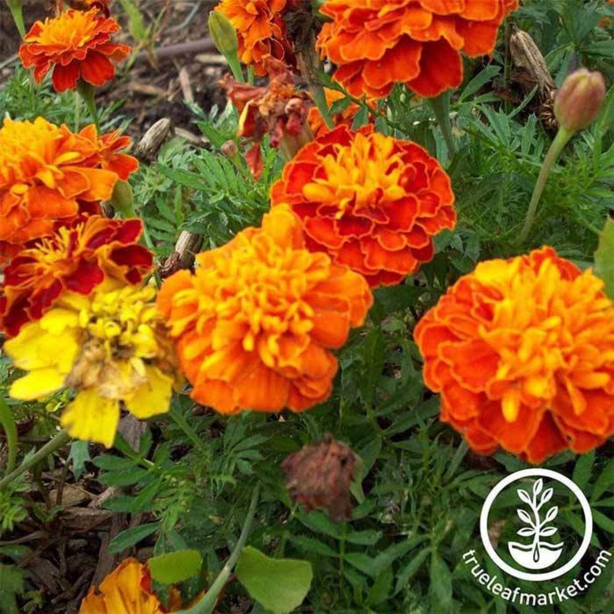 Petite Mixture French Marigold
