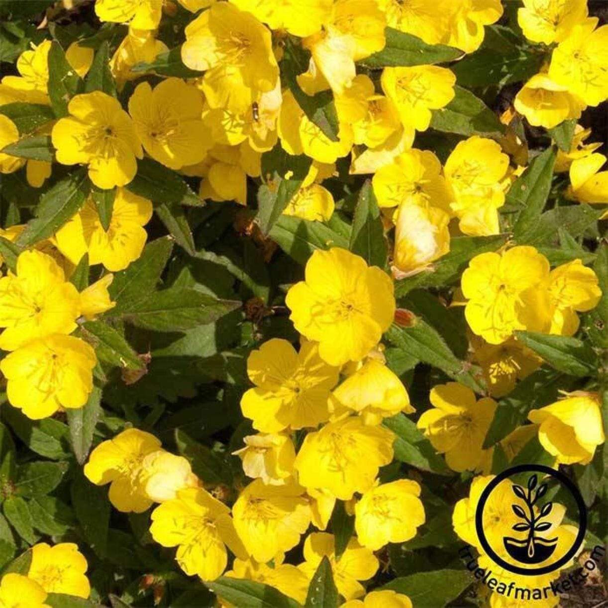 Dwarf Evening Primrose