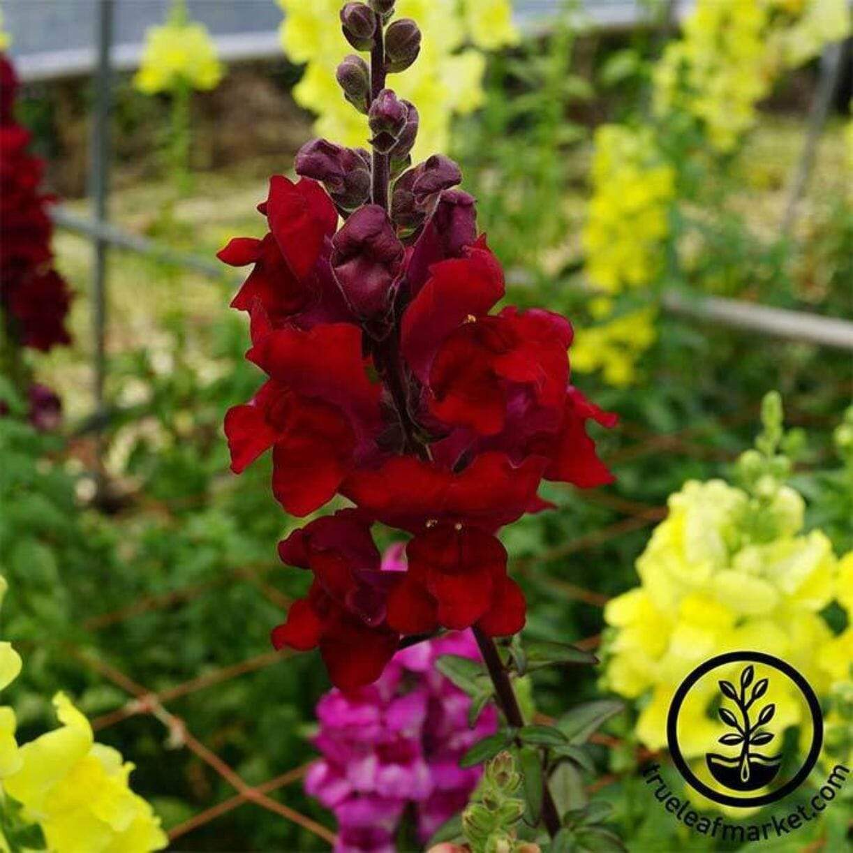 Sonnet Series Snapdragon