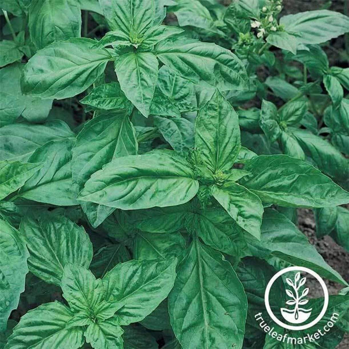 Genovese Basil