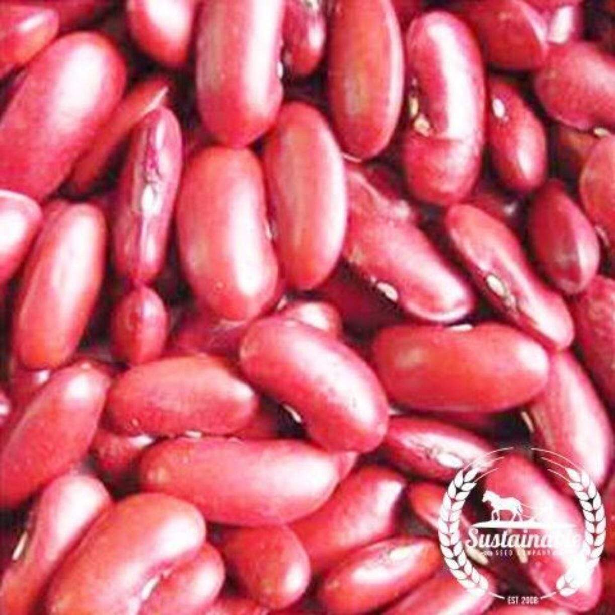 Dark Red Kidney Bean