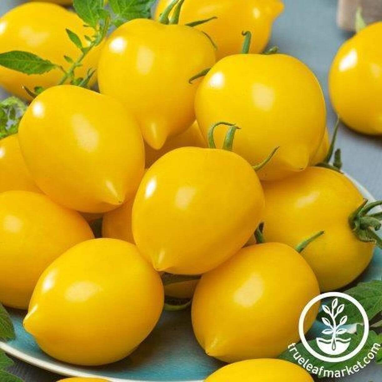 Plum Lemon Tomato