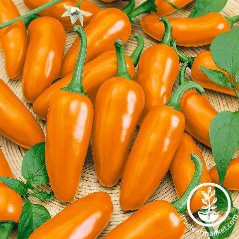 Jalapeno Orange Pepper
