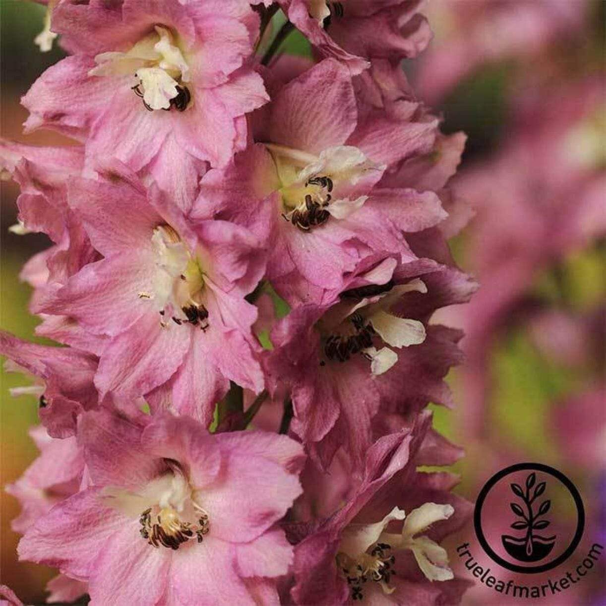 Pacific Giant Series Delphinium