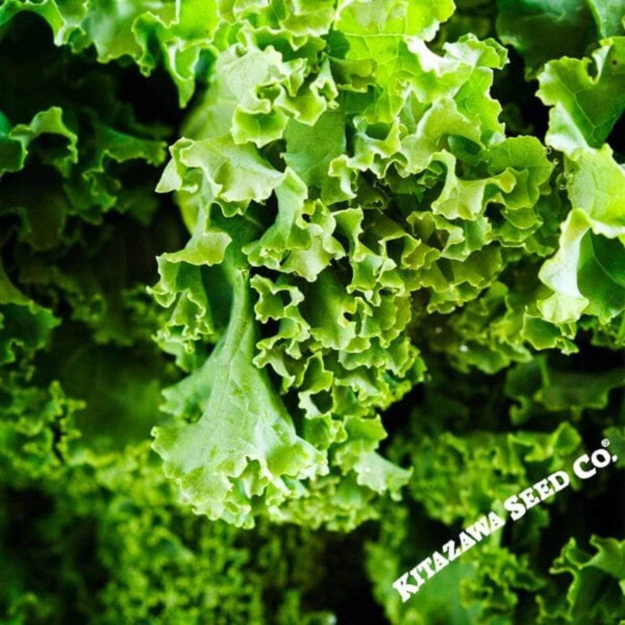 Dwarf Siberian Kale