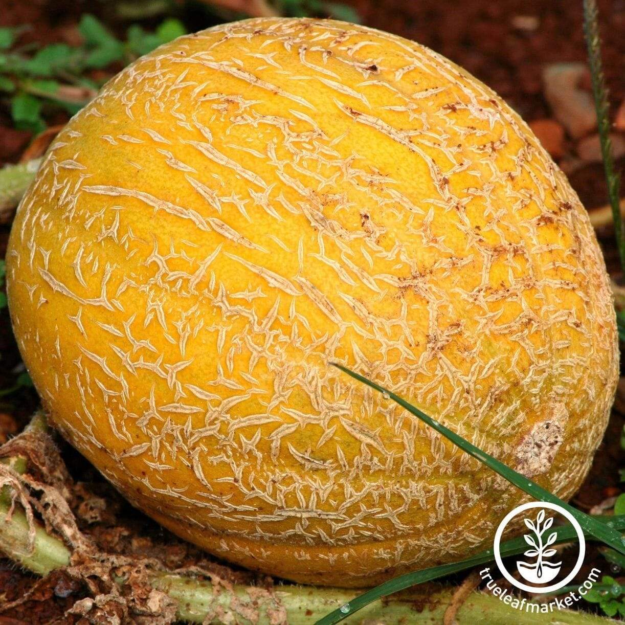 Ananas Melon
