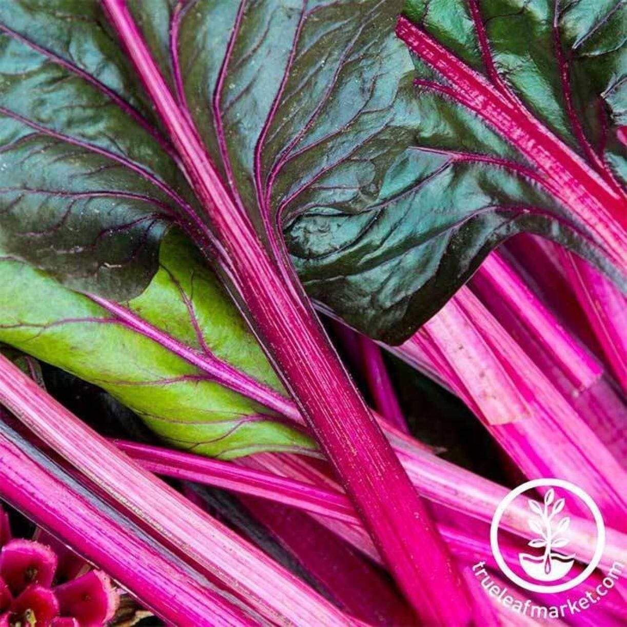 Magenta Sunset Swiss Chard