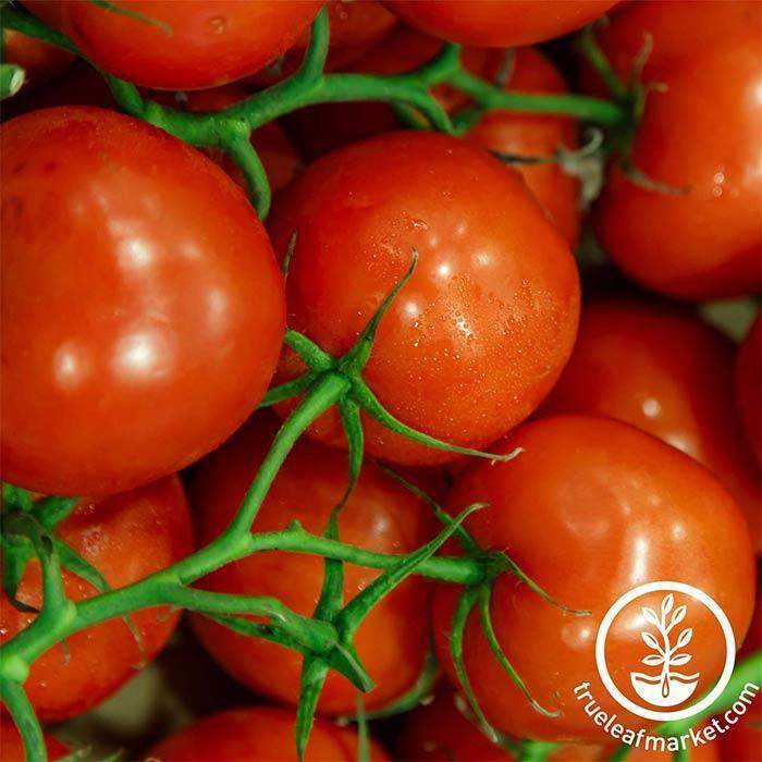 Jet Star Tomato