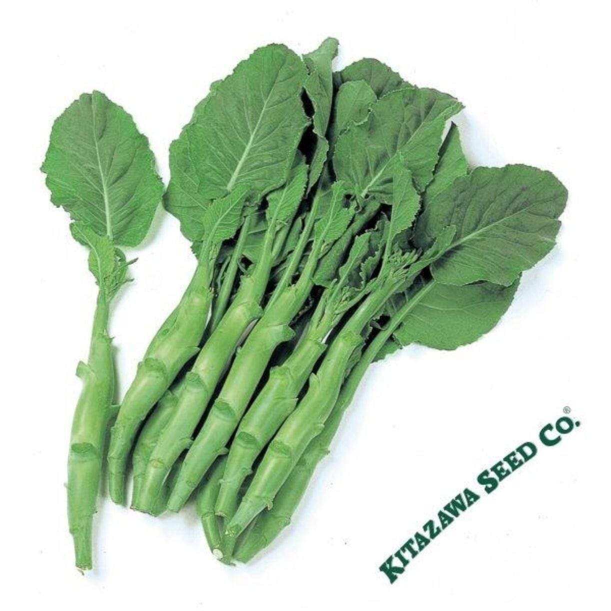 Kailaan Broccoli
