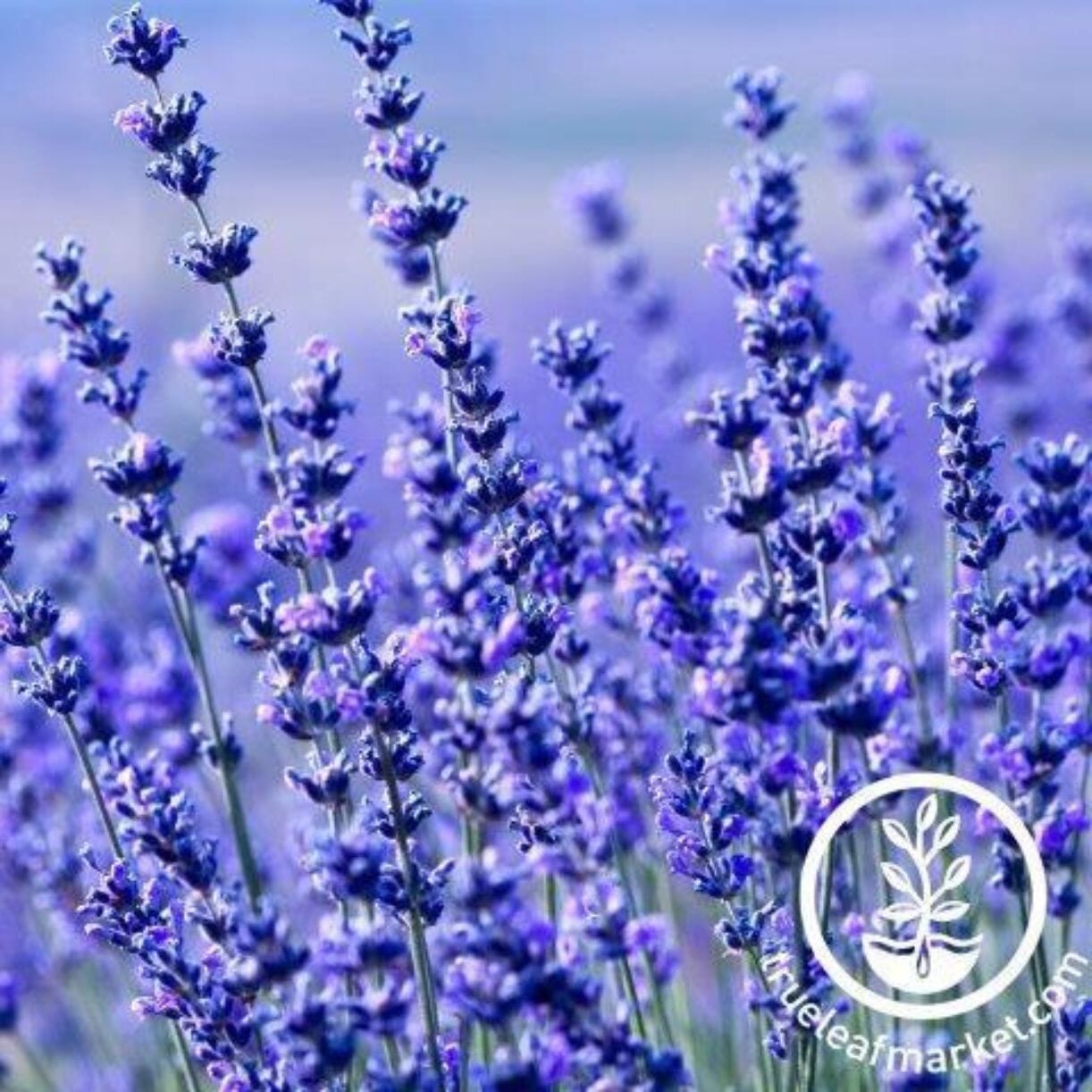 Hidcote Blue Lavender