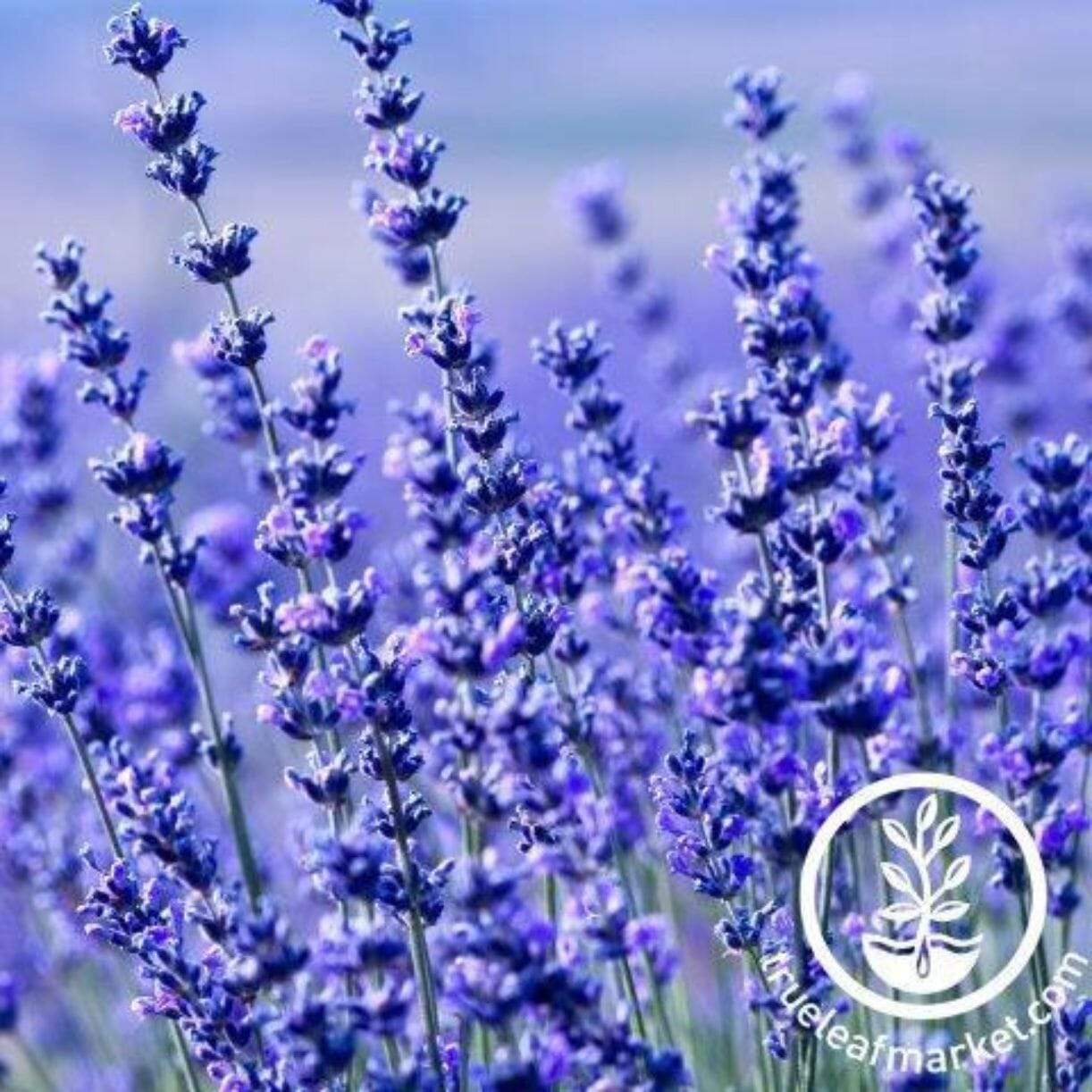 Hidcote Blue Lavender