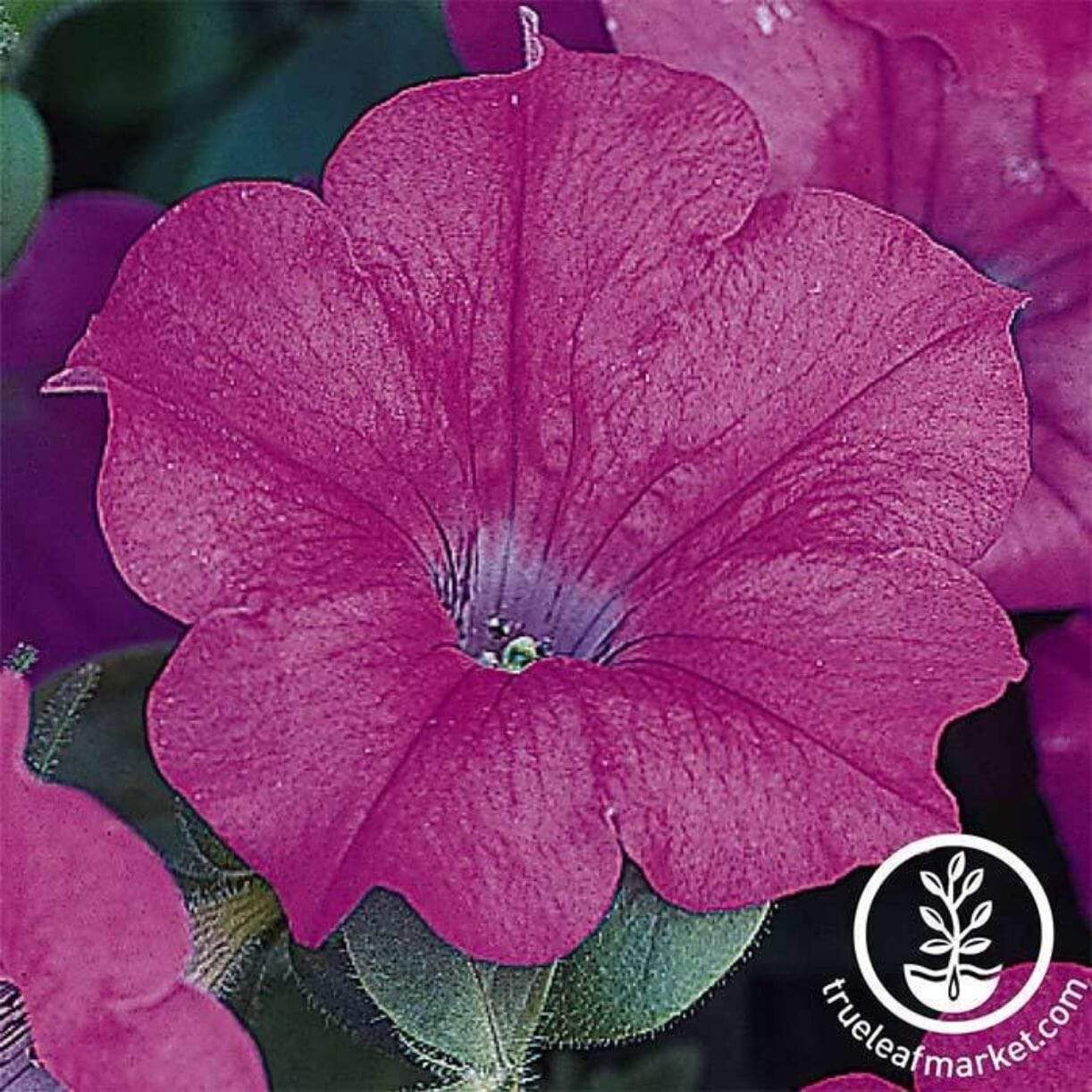 Wave Series Petunia