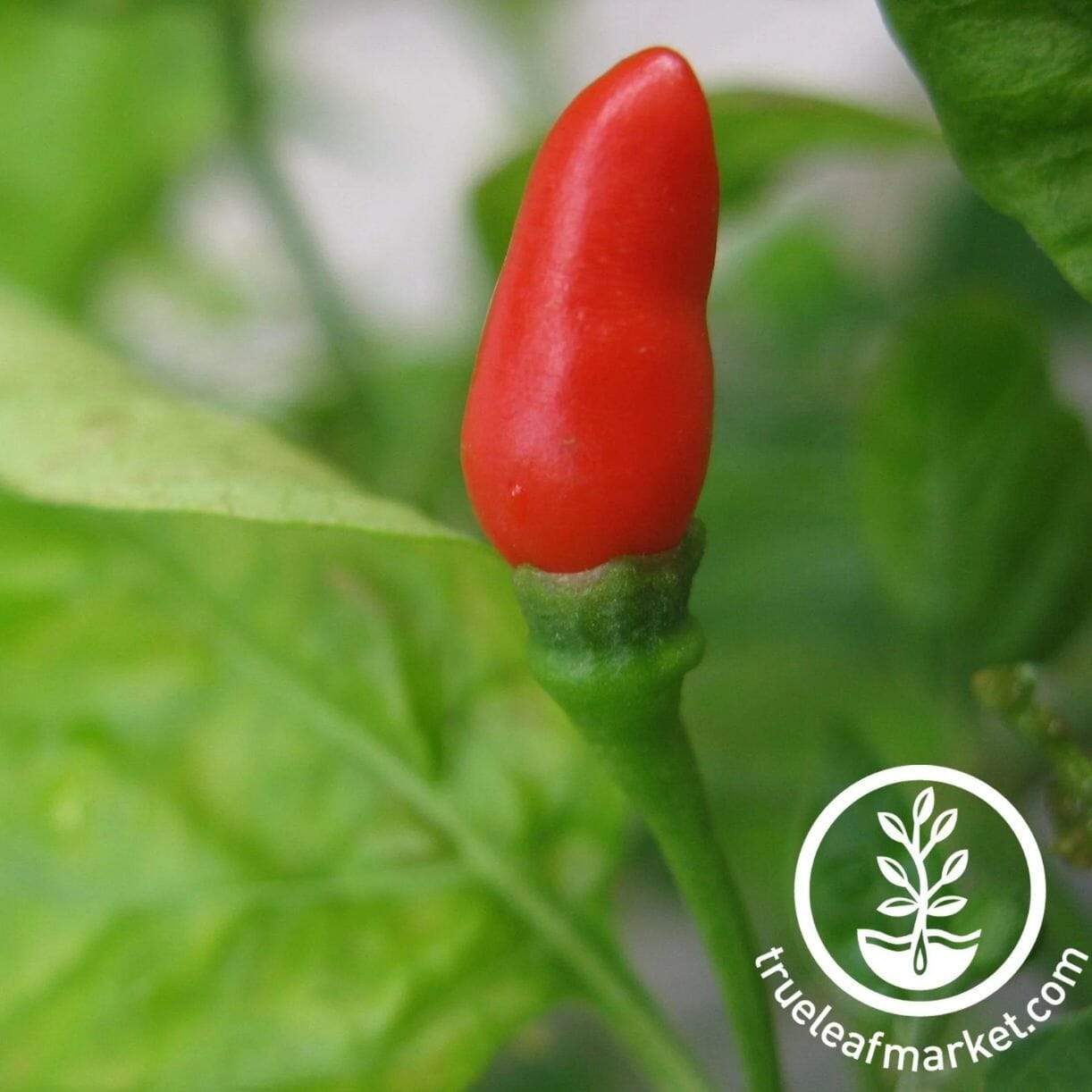 Small Red Chili Pepper
