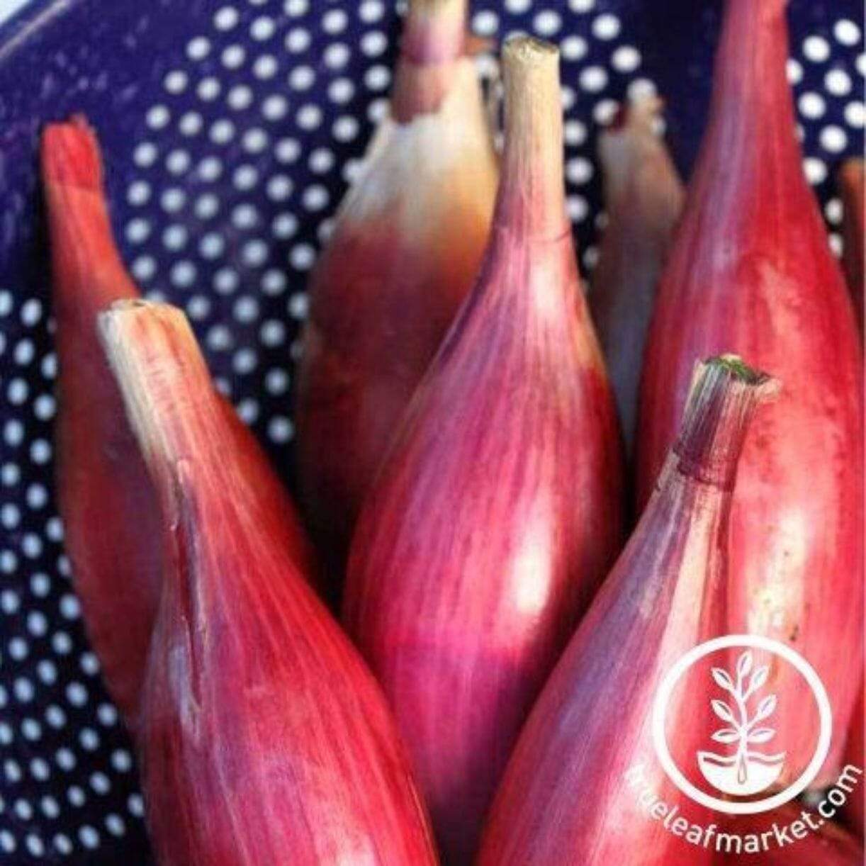 Red Torpedo Onion