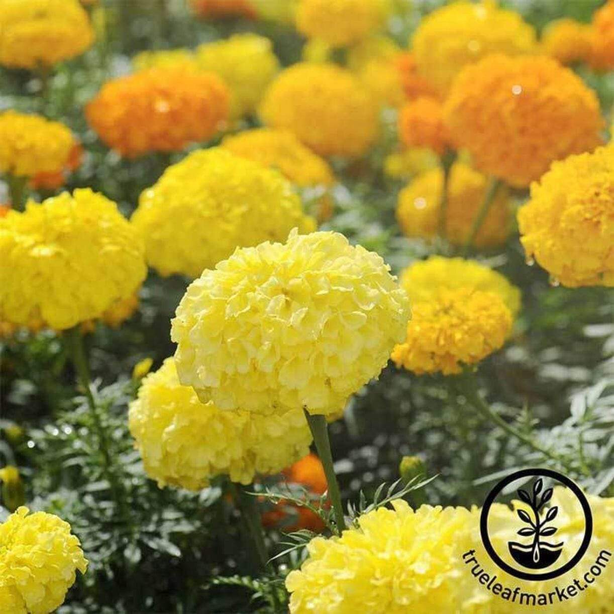 Cracker Jack African Marigold
