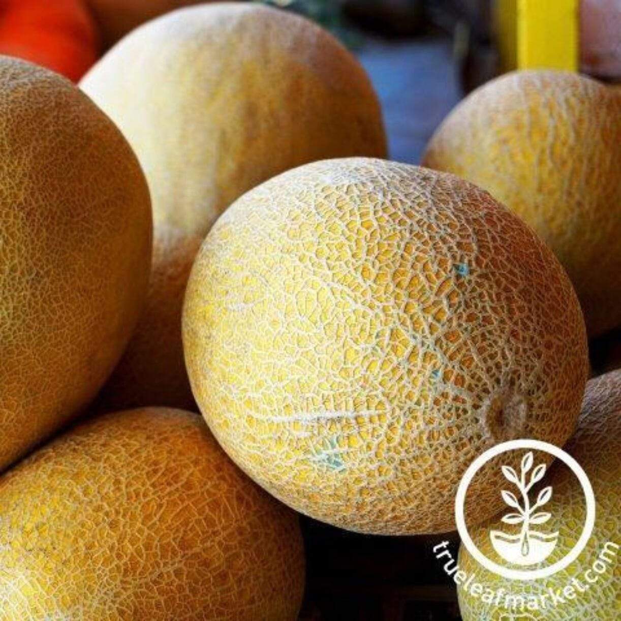 Tremendous Melon
