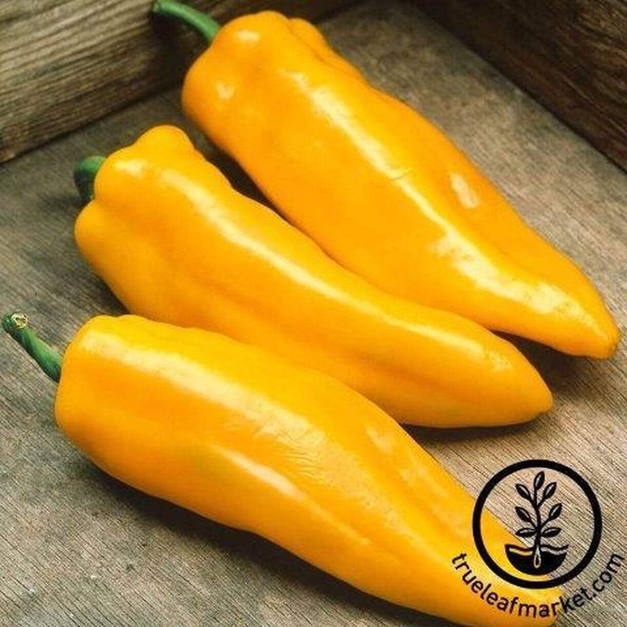 Mama Mia Giallo Pepper