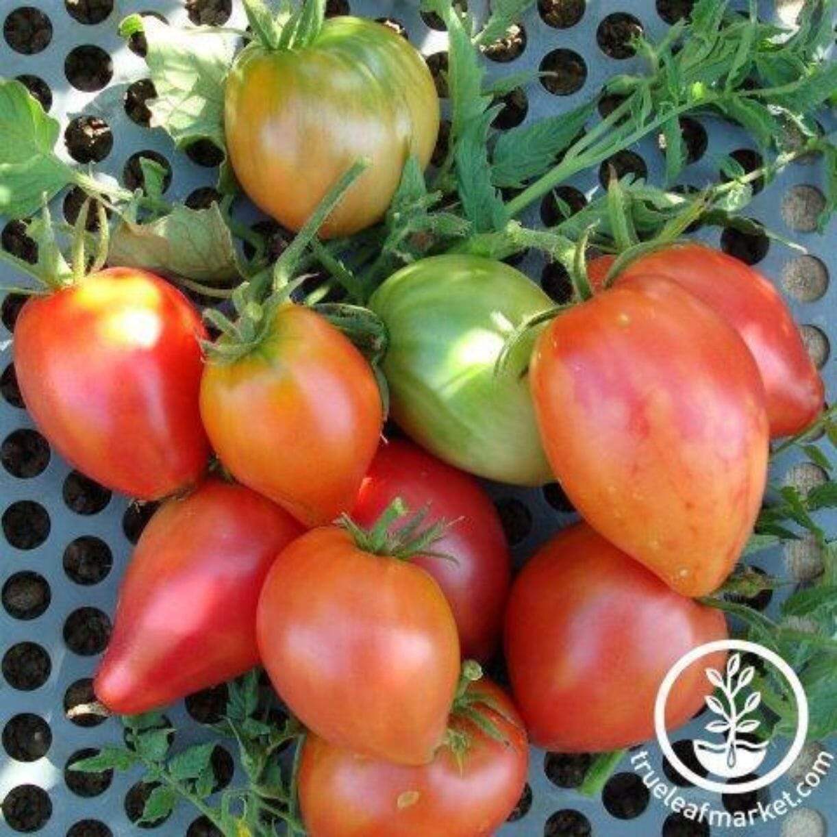 Oxheart Bi Color Striped Tomato