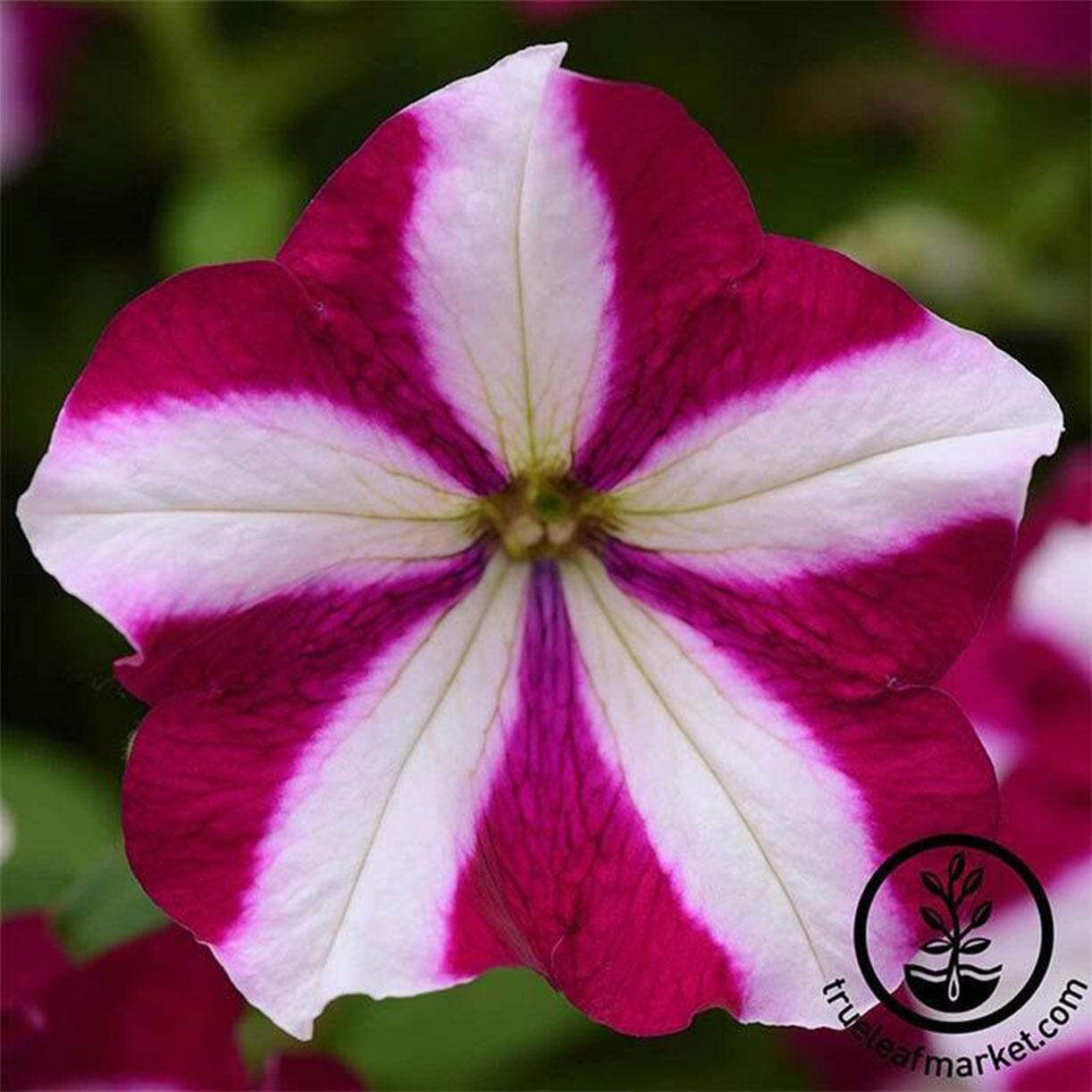 Easy Wave Series Petunia