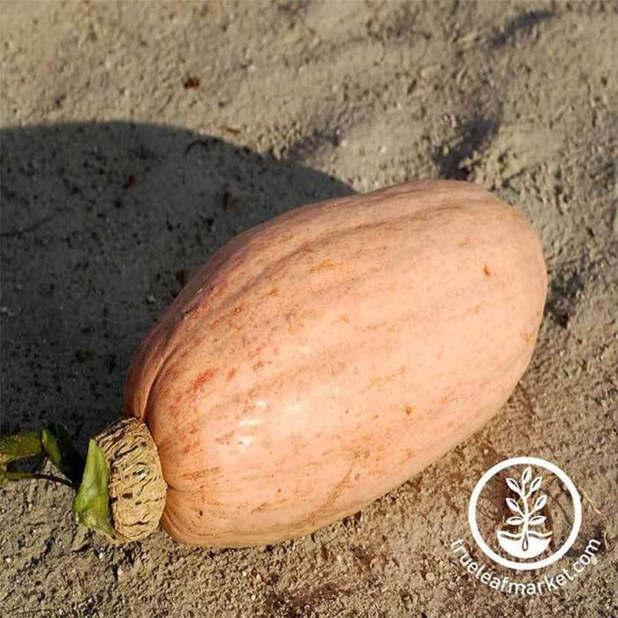Pink Banana Jumbo Squash