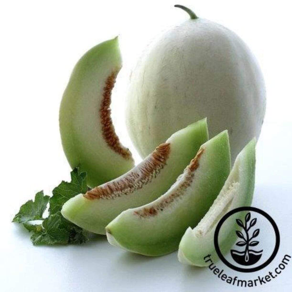 Tam Dew Melon