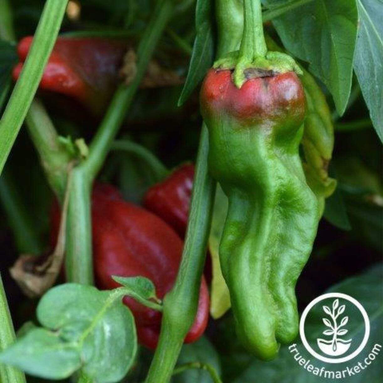 Padron Pepper