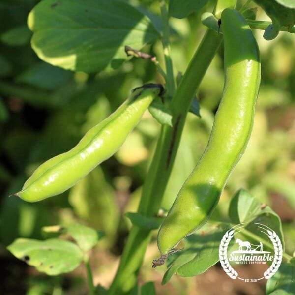 Cover Crop Bean