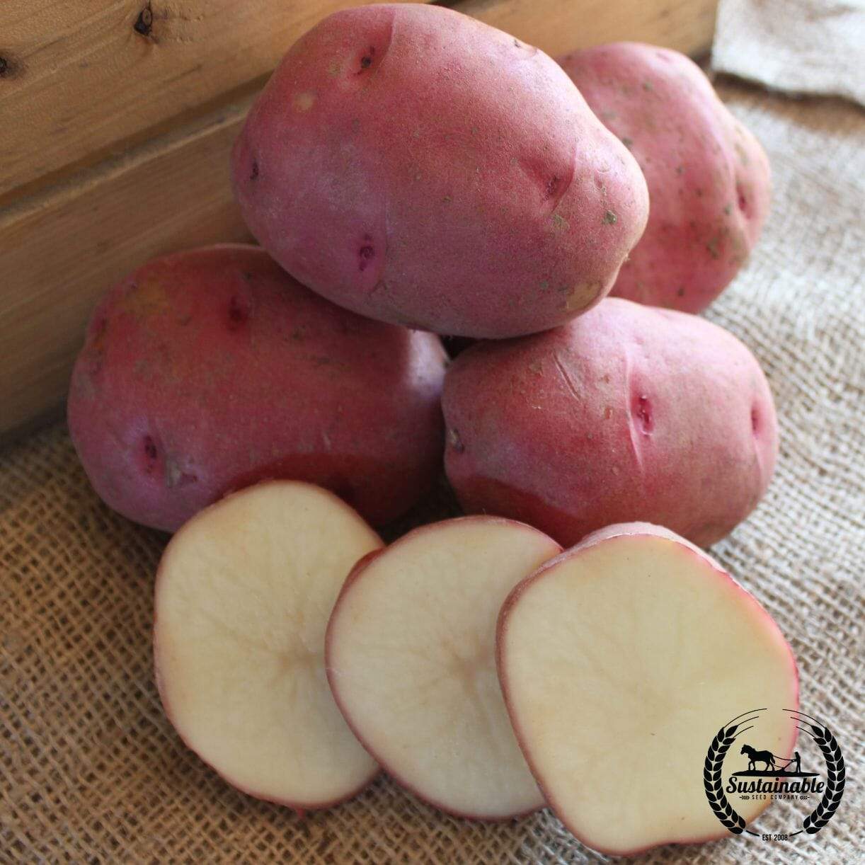 Red Norland Potato