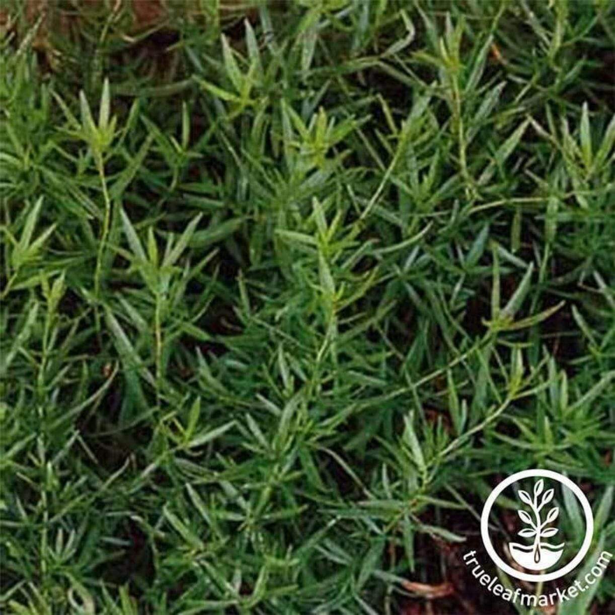 Russian Tarragon