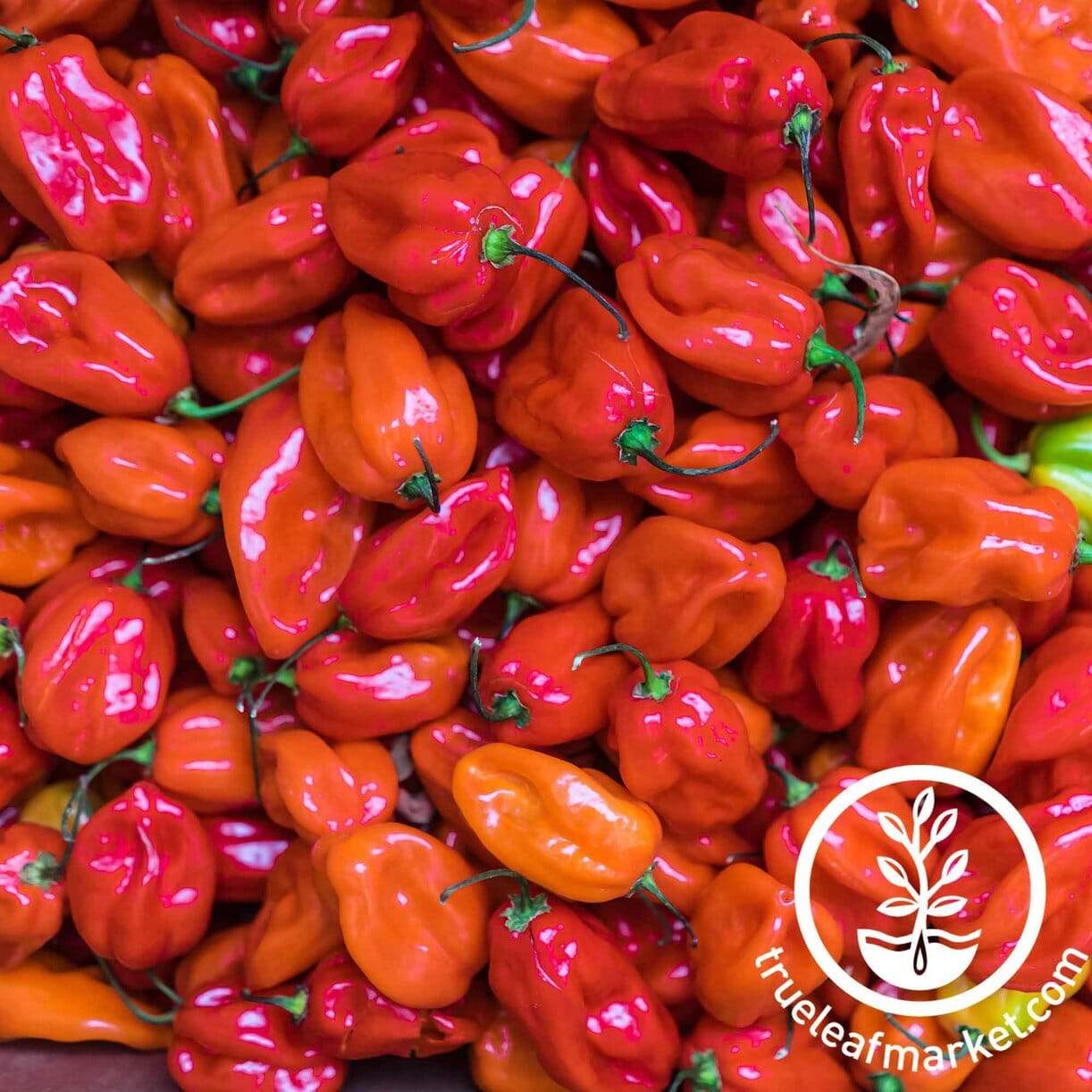 Scotch Bonnet Red Pepper