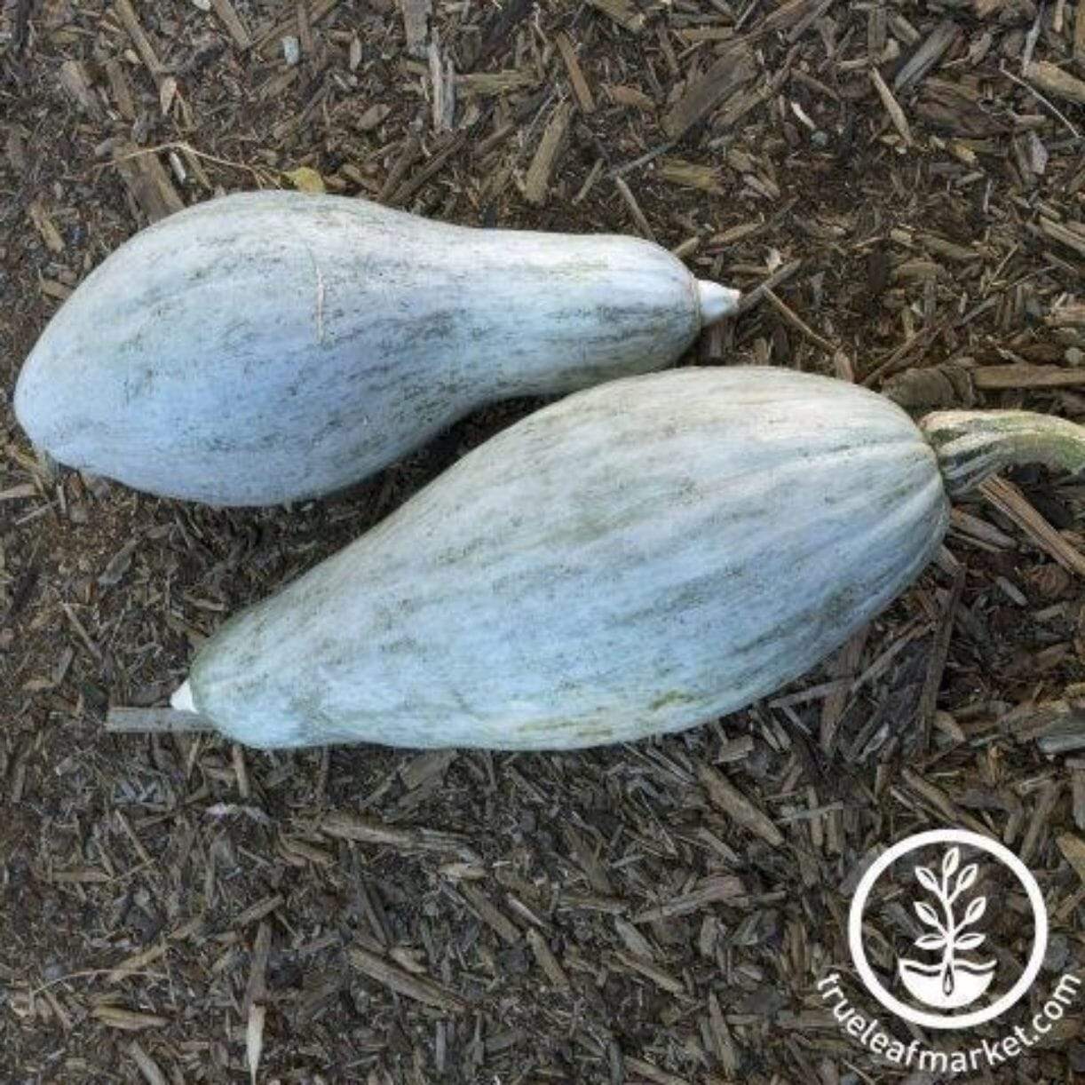 Blue Banana Squash