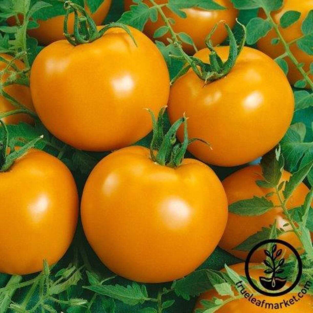 Jubilation Tomato
