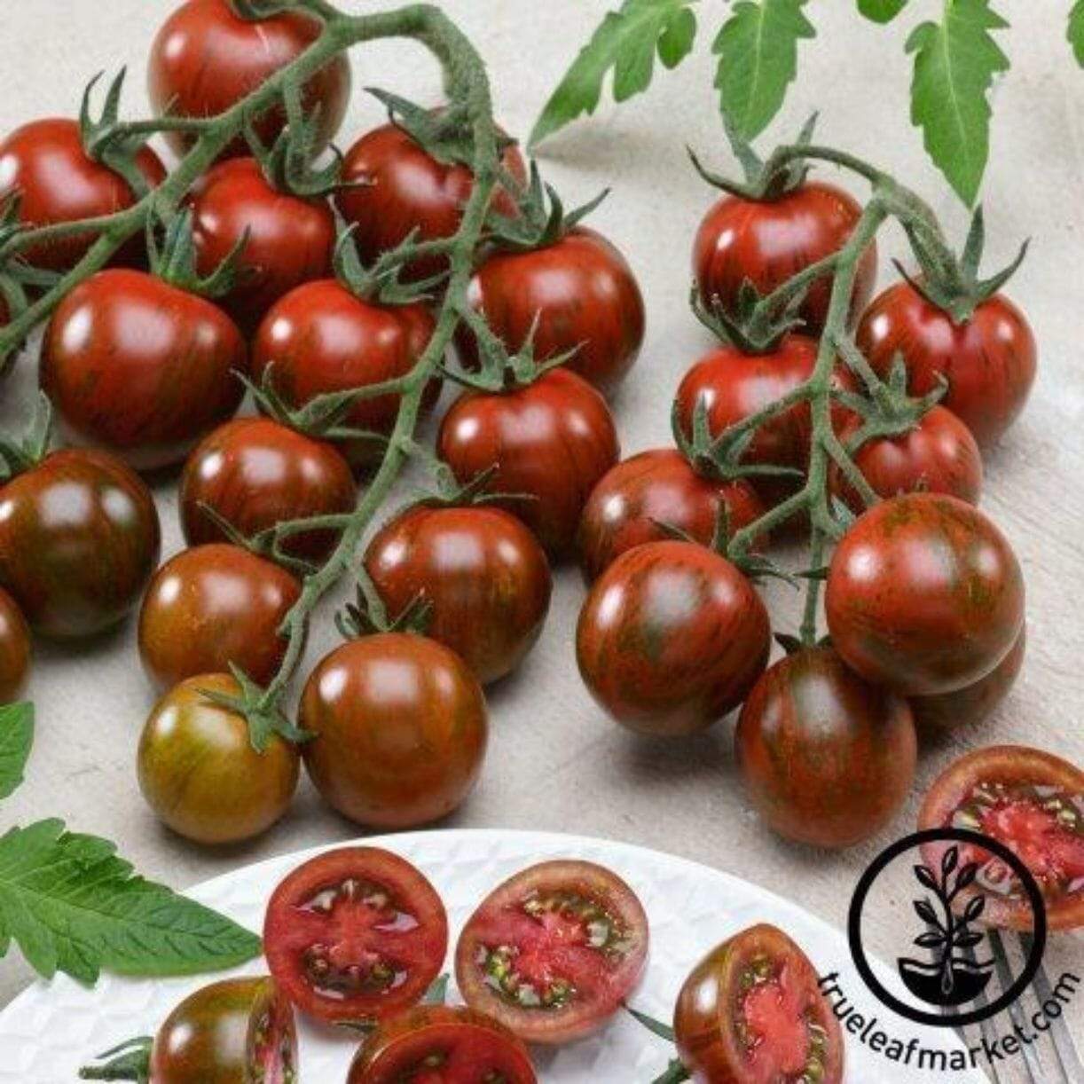 Gum Drop Black Tomato