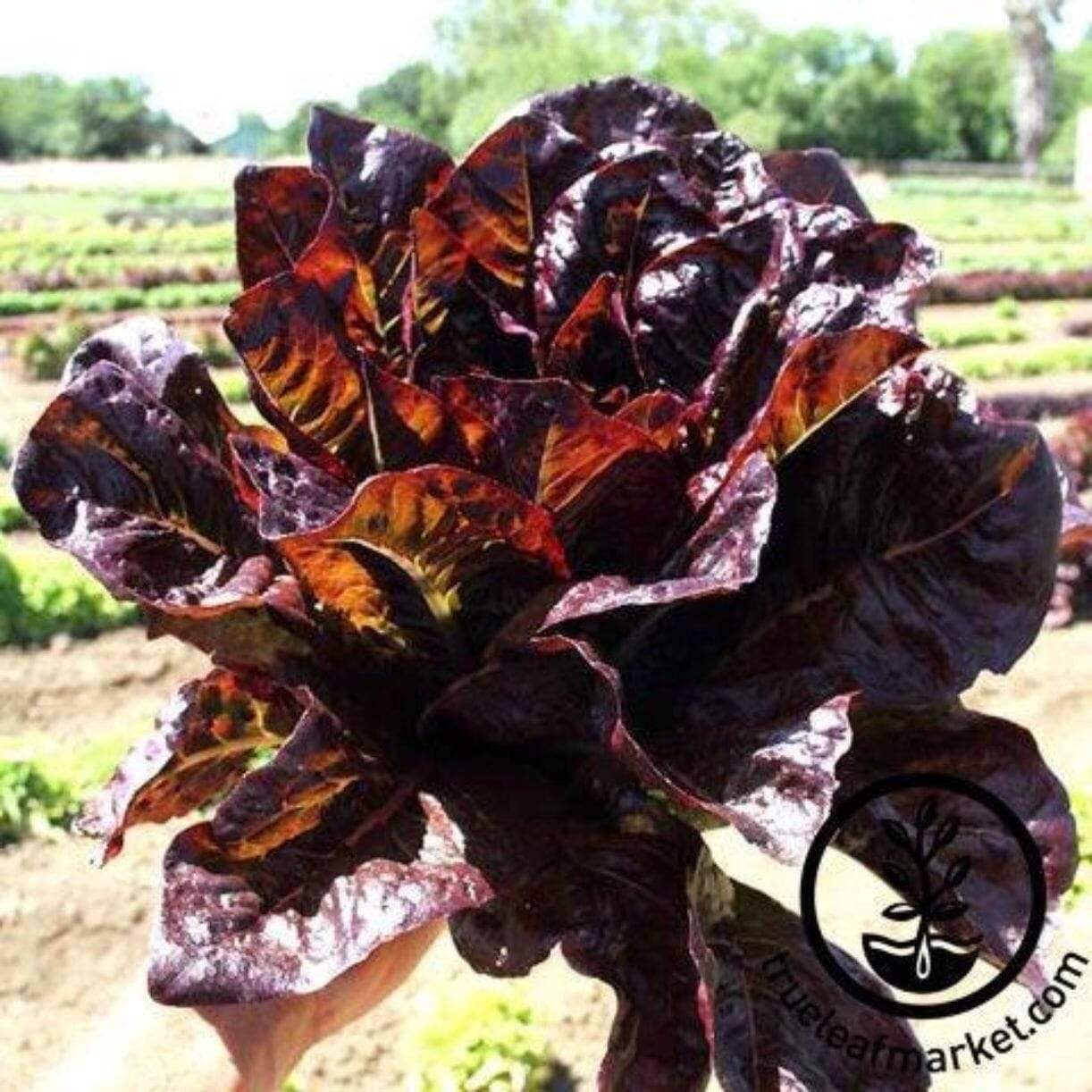 Red Romaine Lettuce