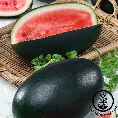 Nobility Watermelon