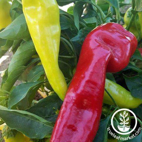 Sweet Rain Pepper