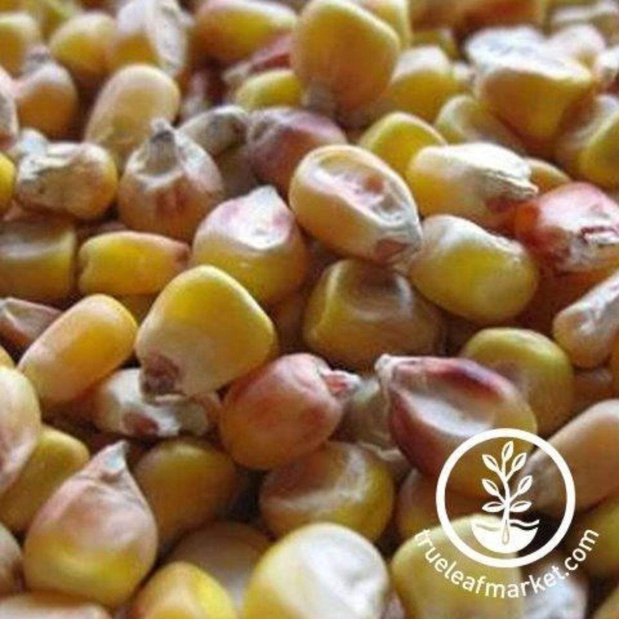 Lancaster Sure Crop Corn