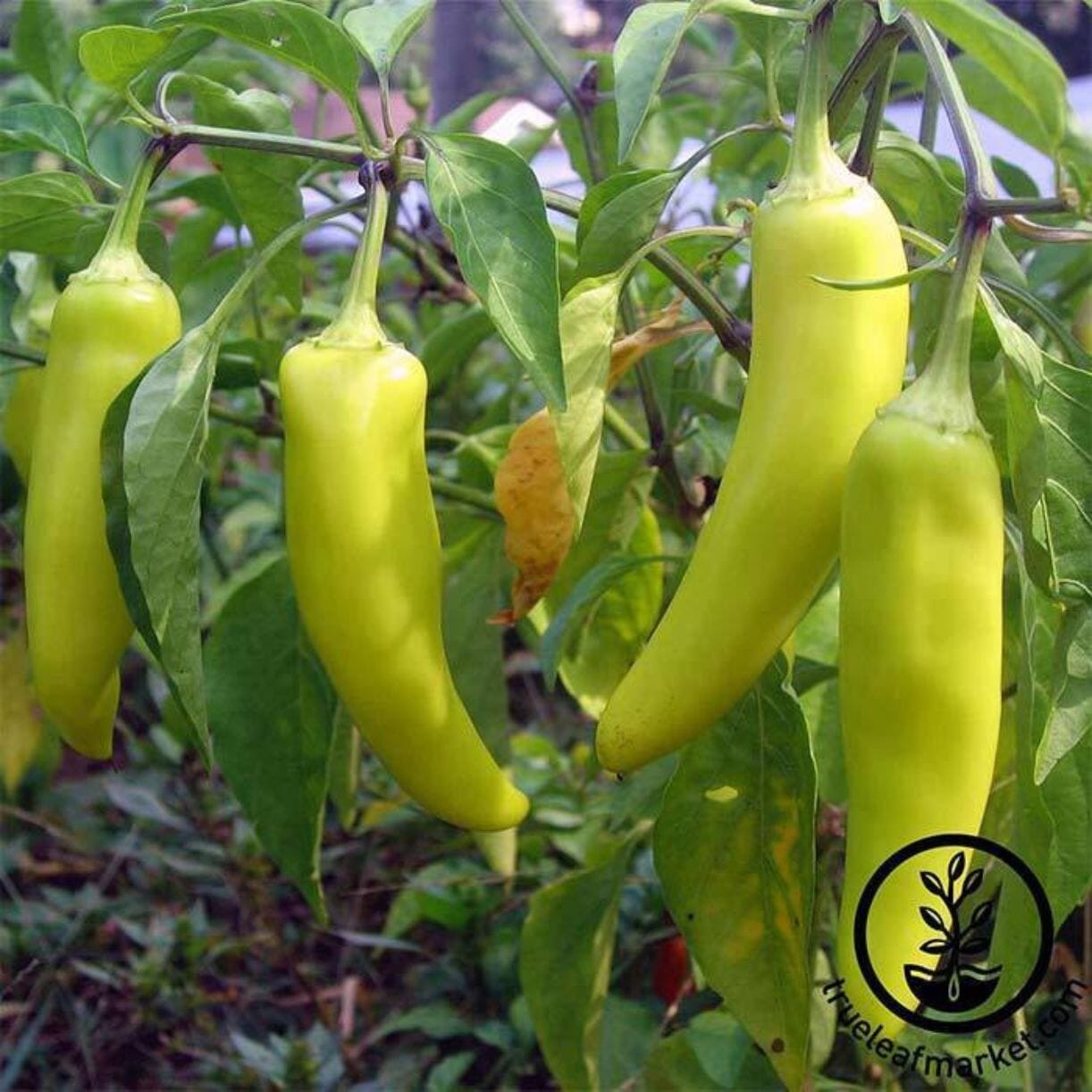 Sweet Banana Pepper