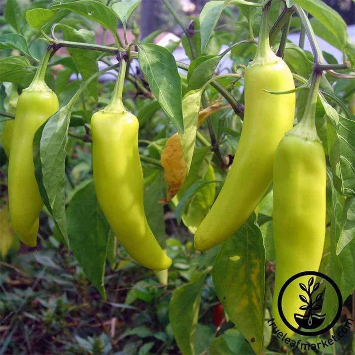 Sweet Banana Pepper