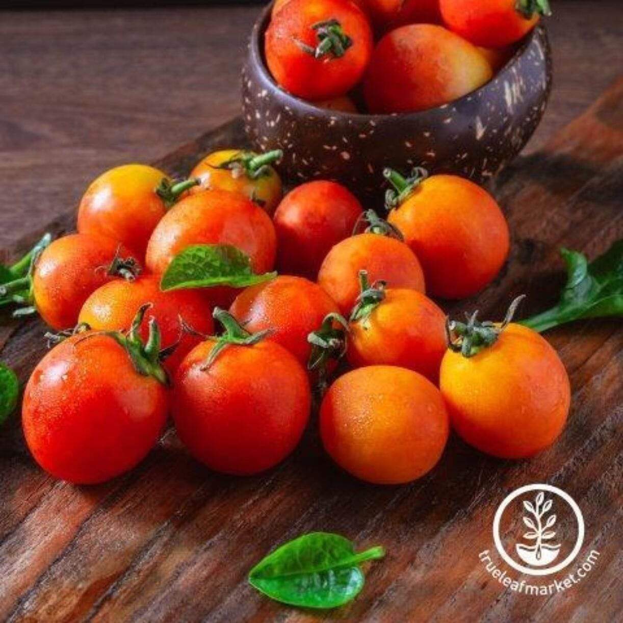 Cherry Bicolor Tomato