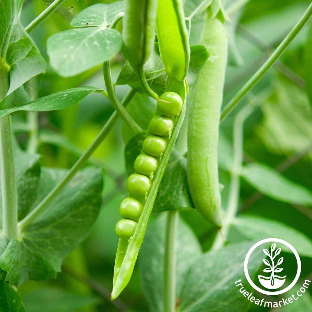 Lincoln Pea