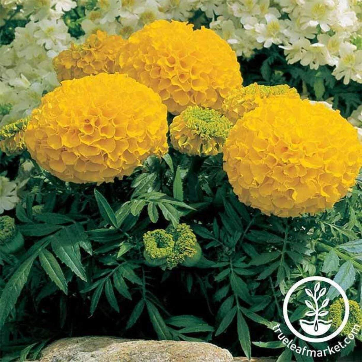 Antigua Series African Marigold