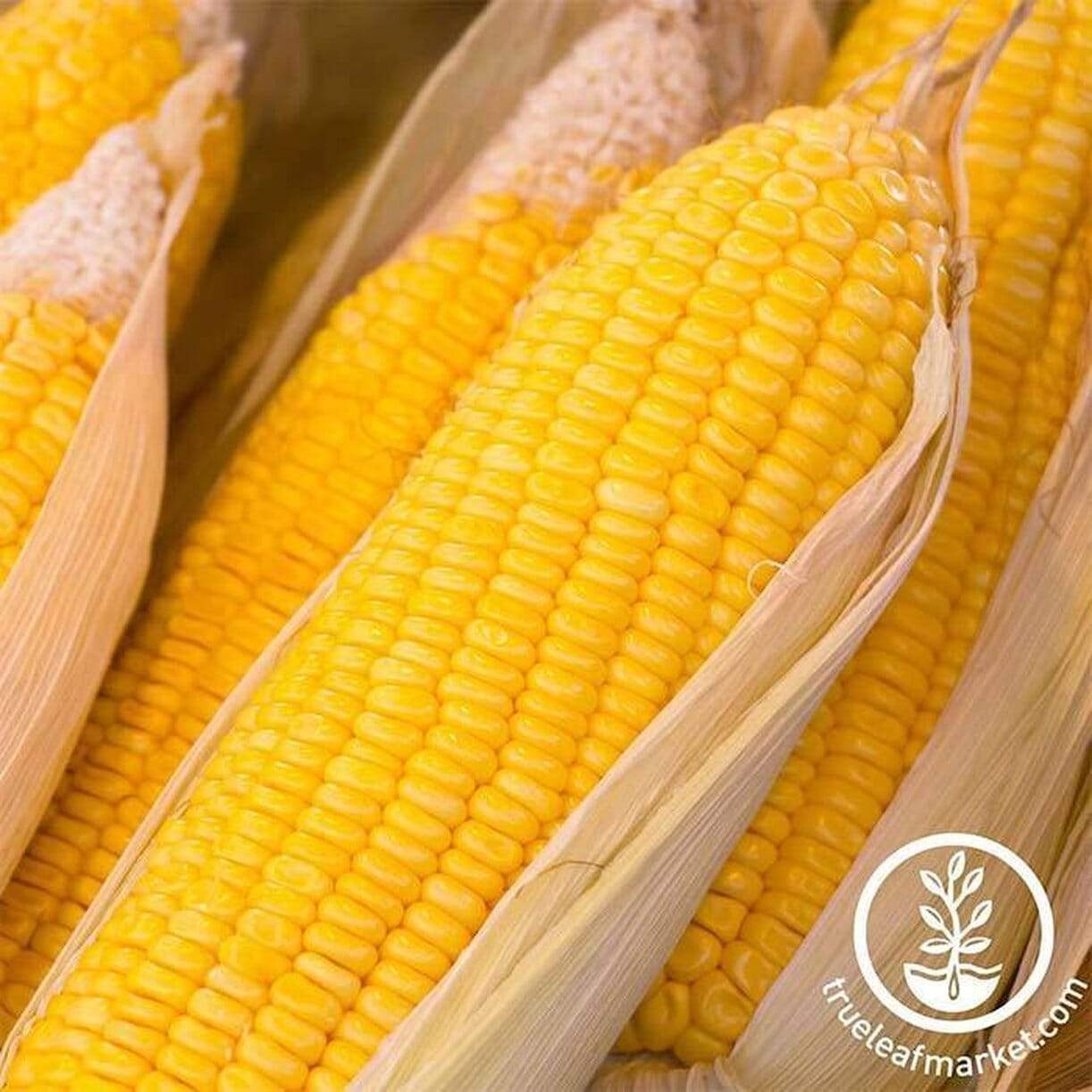 Early Sunglow Corn
