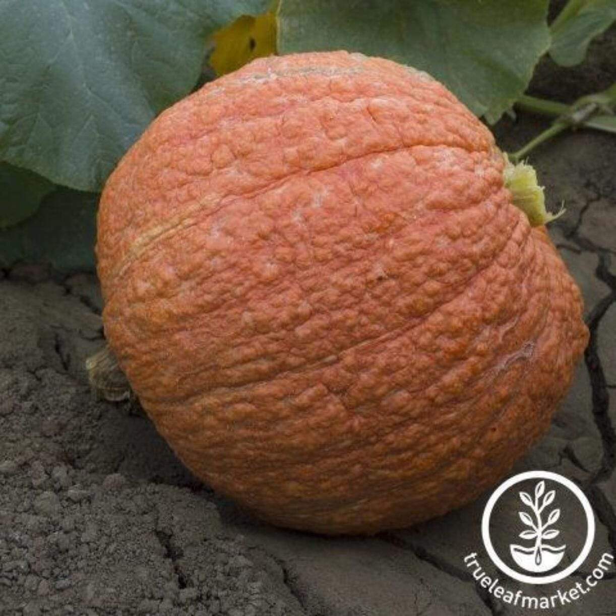 Hubbard Essex Red Squash
