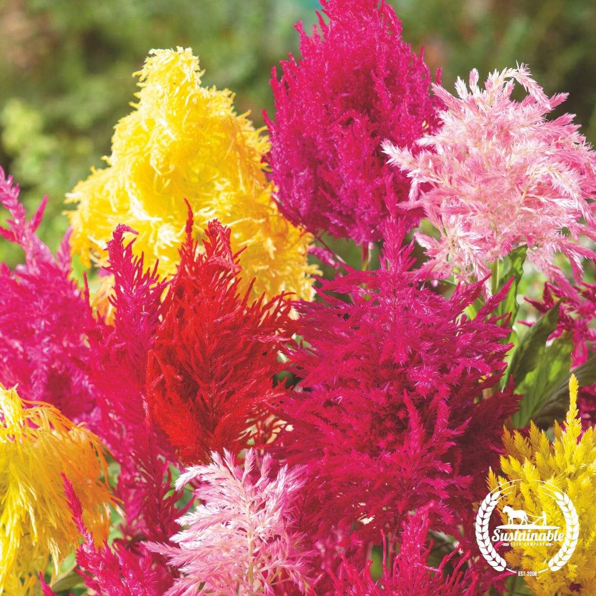 Texas Plume Mixed Celosia