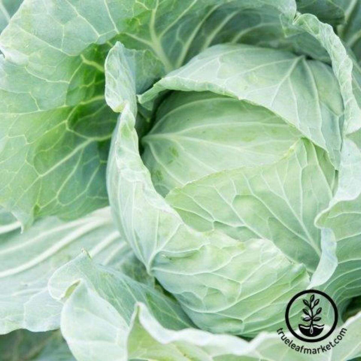 Drumhead Cabbage