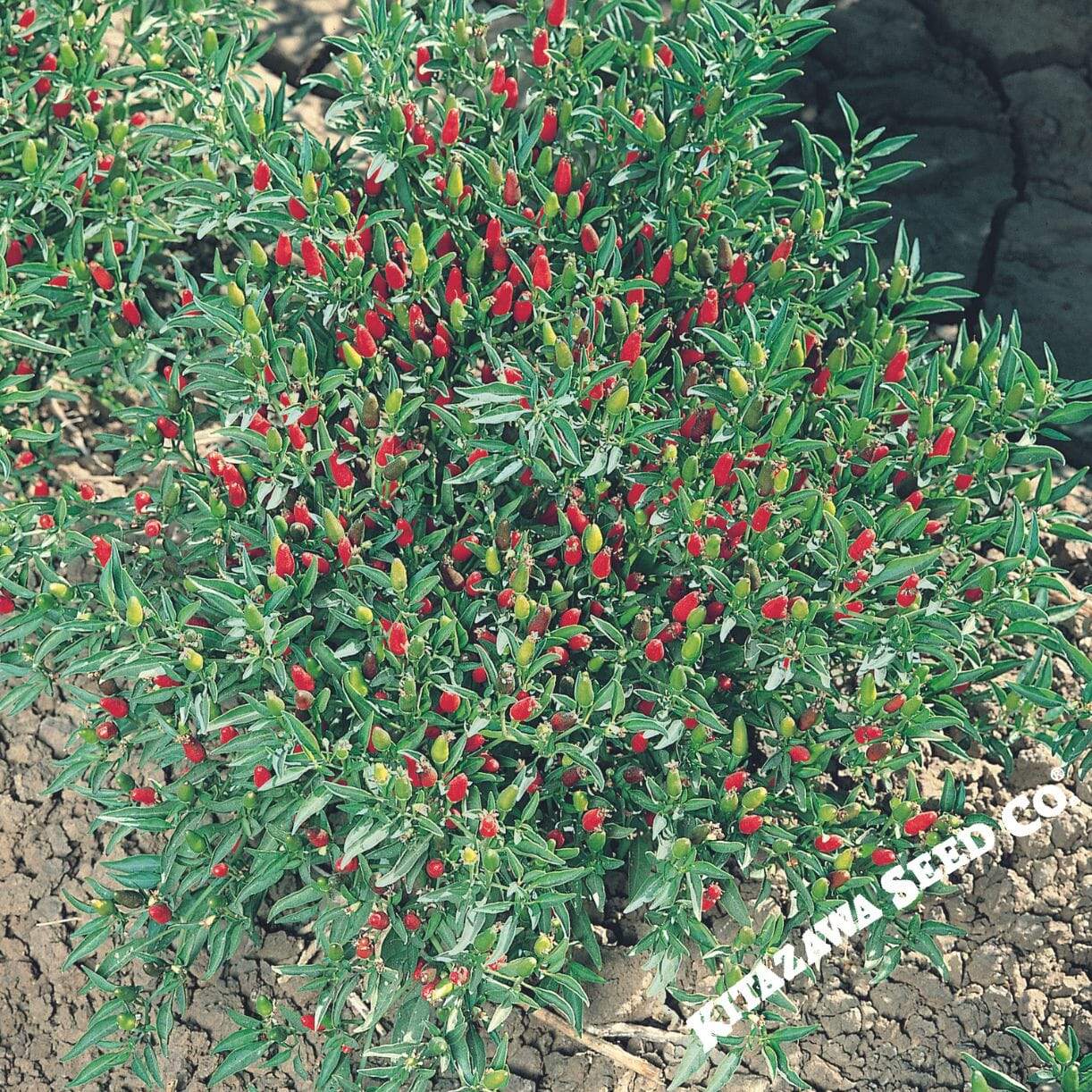 Thai Ornamental Pepper