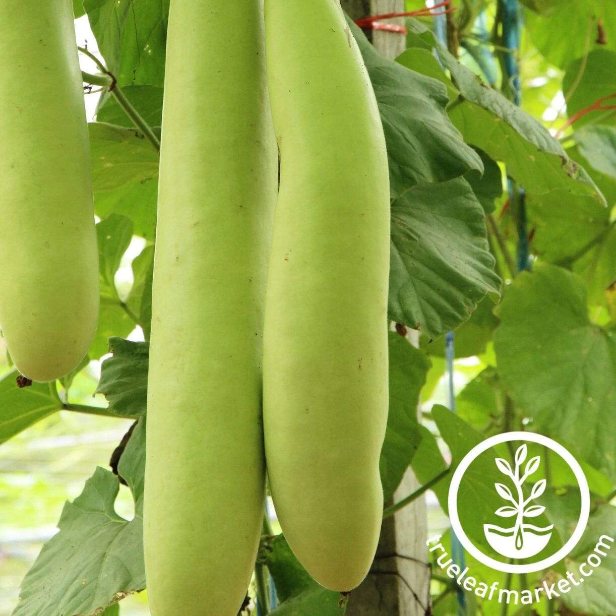 Cucuzzi Gourd