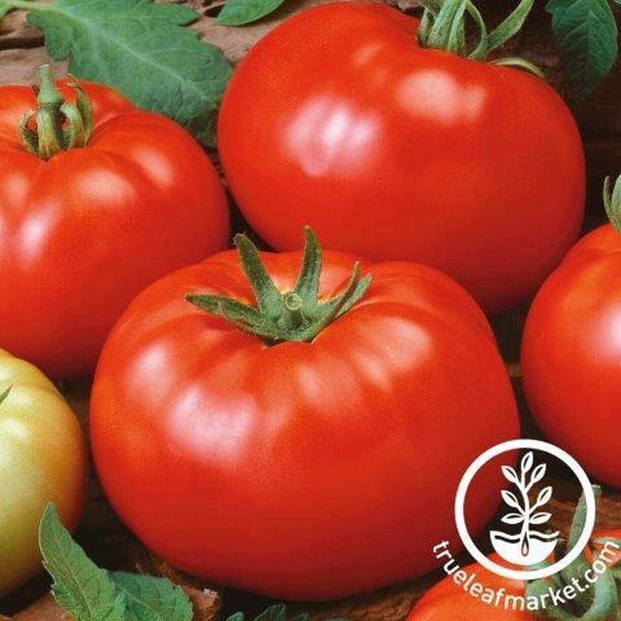 Brandywine Red Regular Leaf Tomato