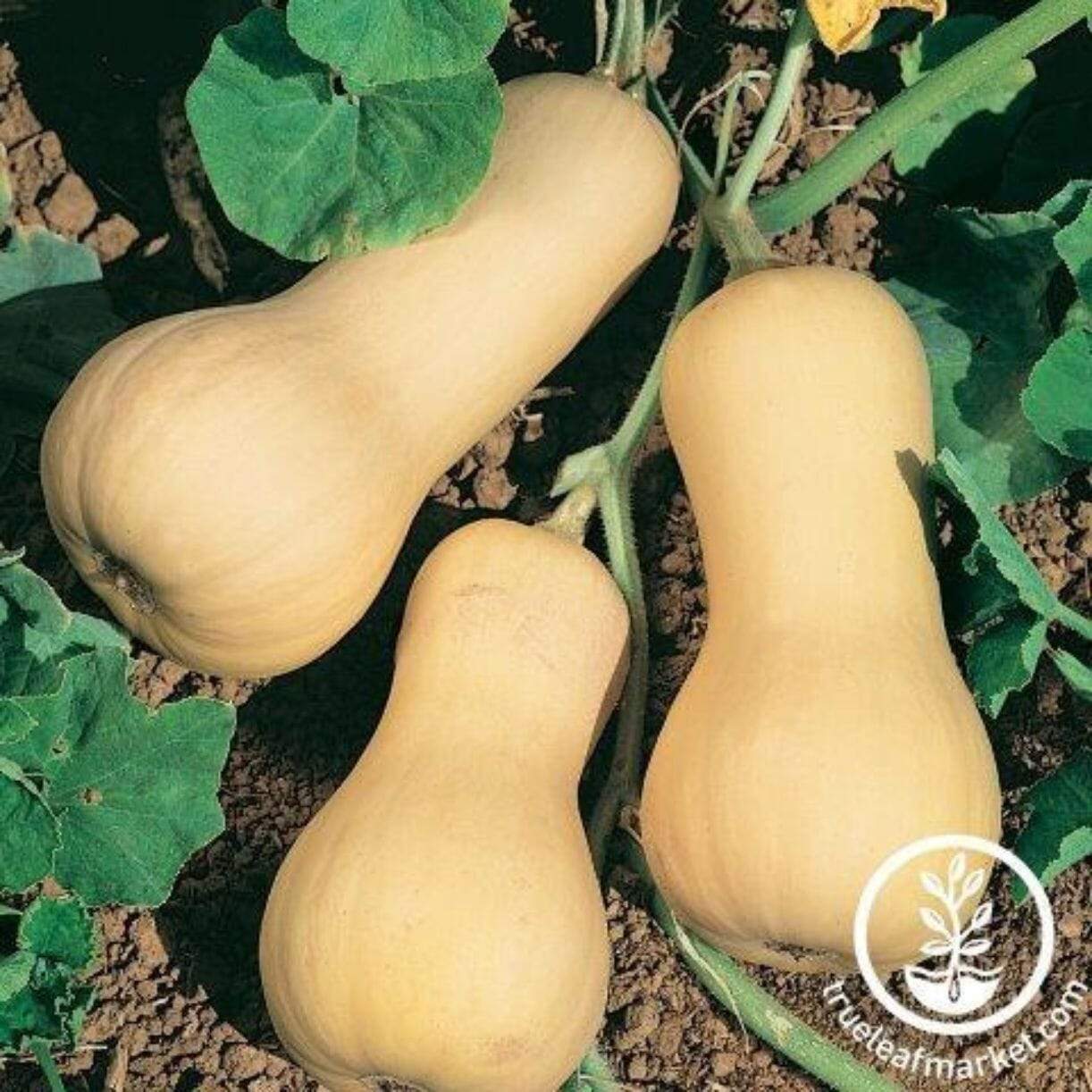 Chieftain Squash